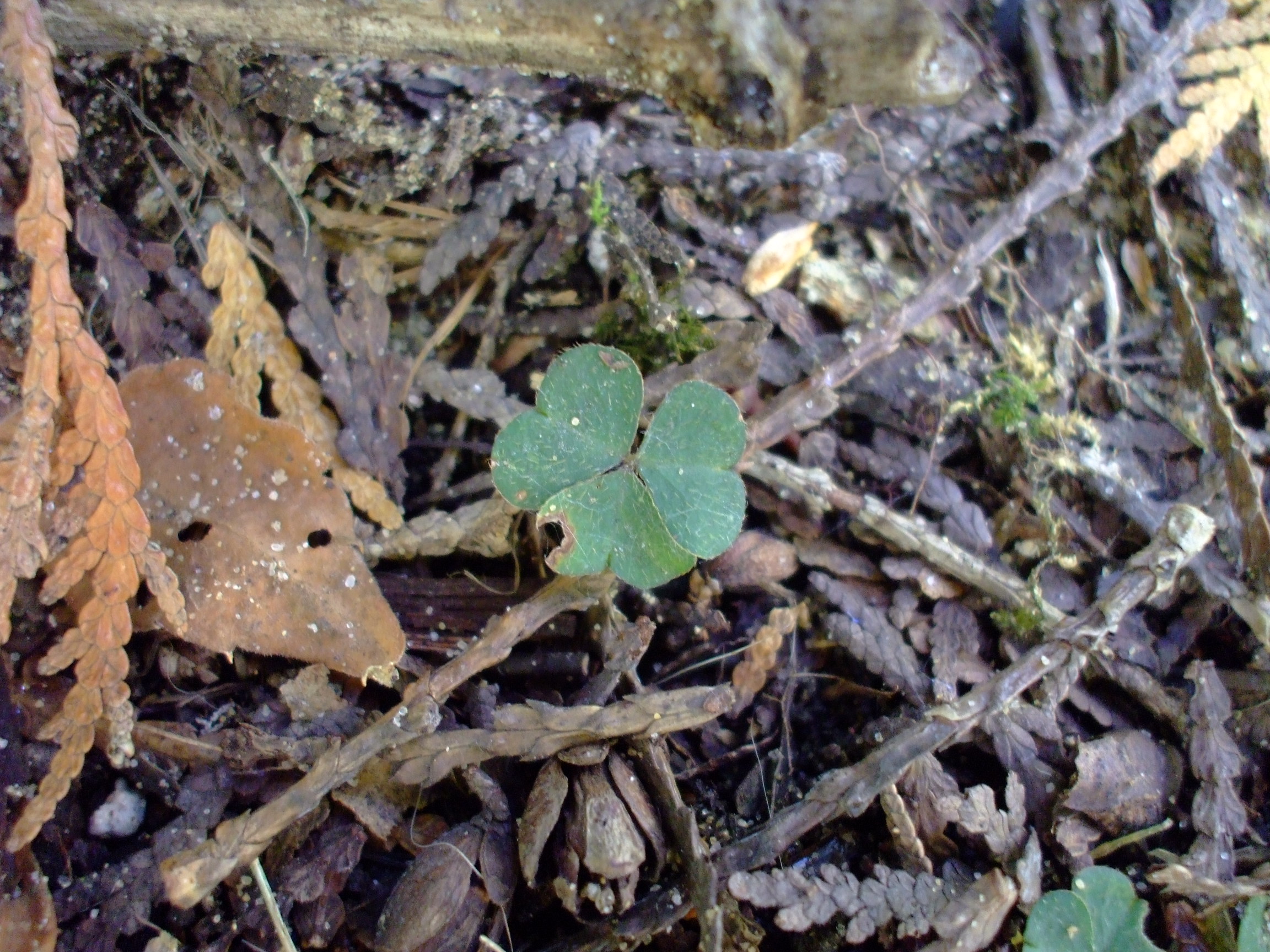Oxalis montana